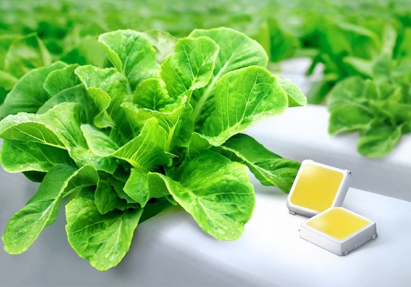 MSC Noticias Latinoamerica - Samsung-Horticulture-LED Tecnologia 
