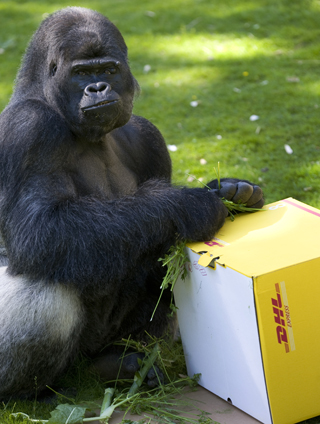 MSC Noticias - 130614-Gorilla-at-Port-Lympne-Wild-Animal-Park-before-DHL-delivers-them-to-Gabon Agencias Com y Pub Negocios Publicidad 