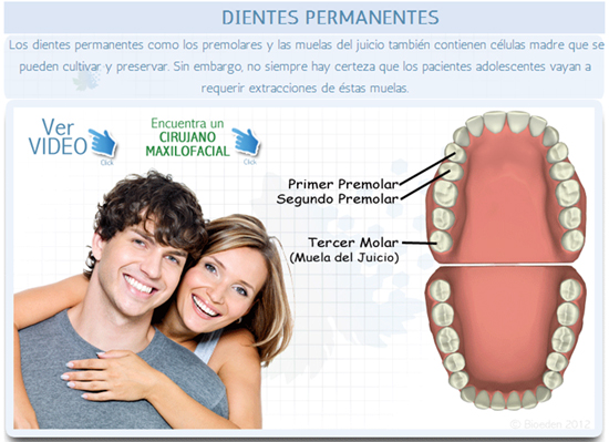MSC Noticias - dientes-permanentes Agencias Com y Pub Negocios Publicidad Salud 