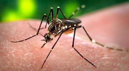 MSC Noticias - mosquito-del-dengue Salud Ultimas Noticias 