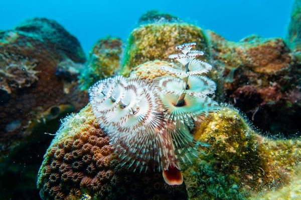 MSC Noticias Latinoamerica - Coral-Reefs Aruba Viajes 