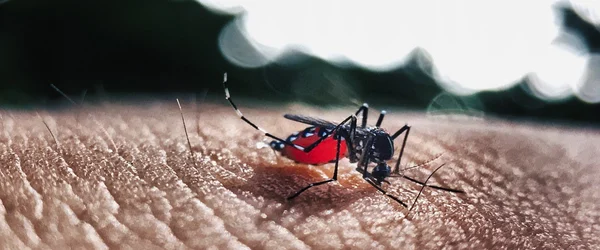 ¡Alerta Roja! El dengue arrasa Latinoamérica: Argentina, Brasil y Perú en crisis